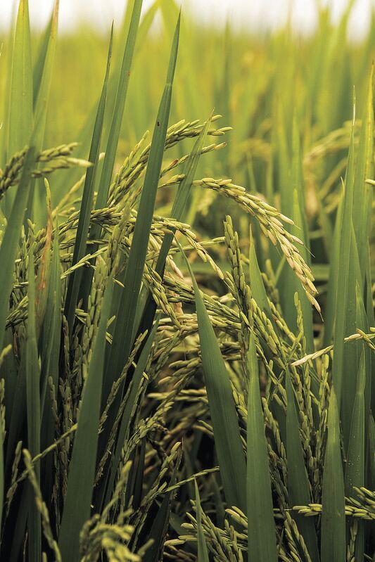 Rice
